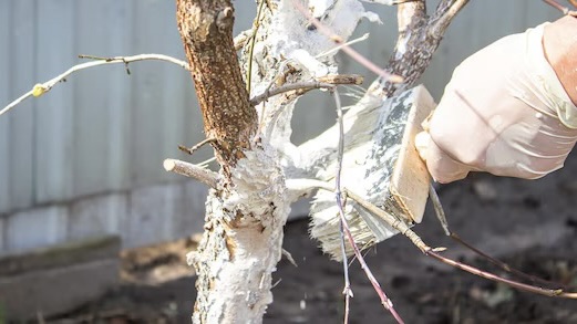 Boomwit kalkverf, een gezonde boom en goede oogst